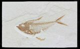 Diplomystus Fossil Fish - Wyoming #32795-1